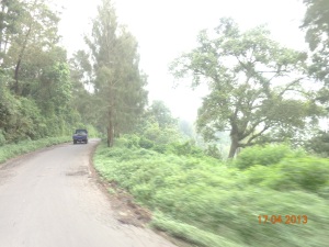 Jalan dan hutan di Ngadirejo